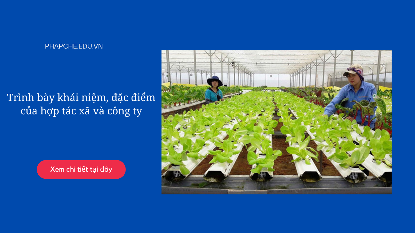 Trình bày khái niệm, đặc điểm của hợp tác xã và công ty