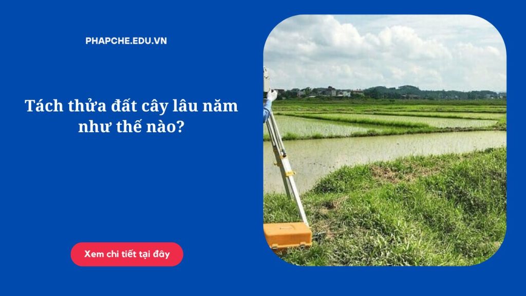 Tách thửa đất cây lâu năm như thế nào?